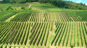 Texto alternativo aquí