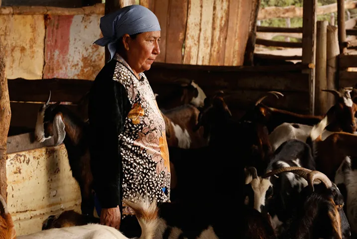 Texto alternativo aquí