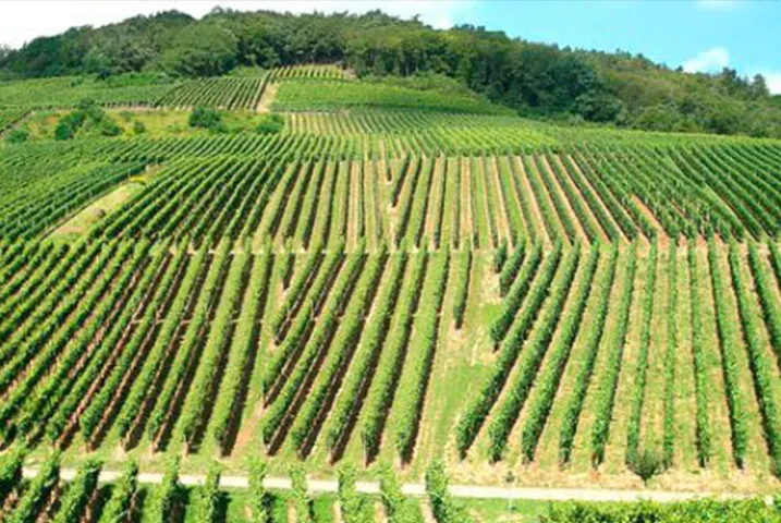 Texto alternativo aquí